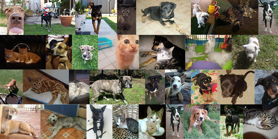 A collage of cats and dogs which have been rescued by Homeless & Abused Animal Rescue Team (HAART).